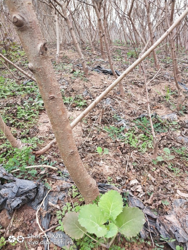 桃树苗技术支持