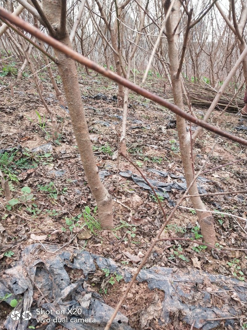 桃树苗技术支持
