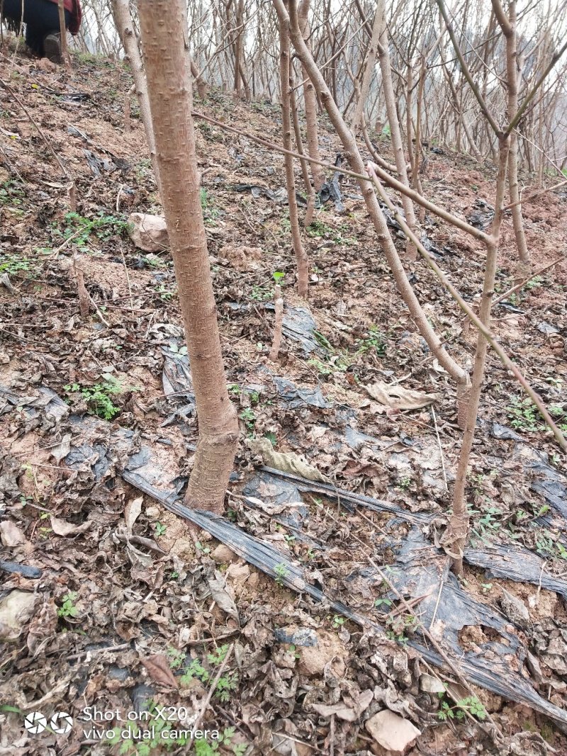 桃树苗技术支持