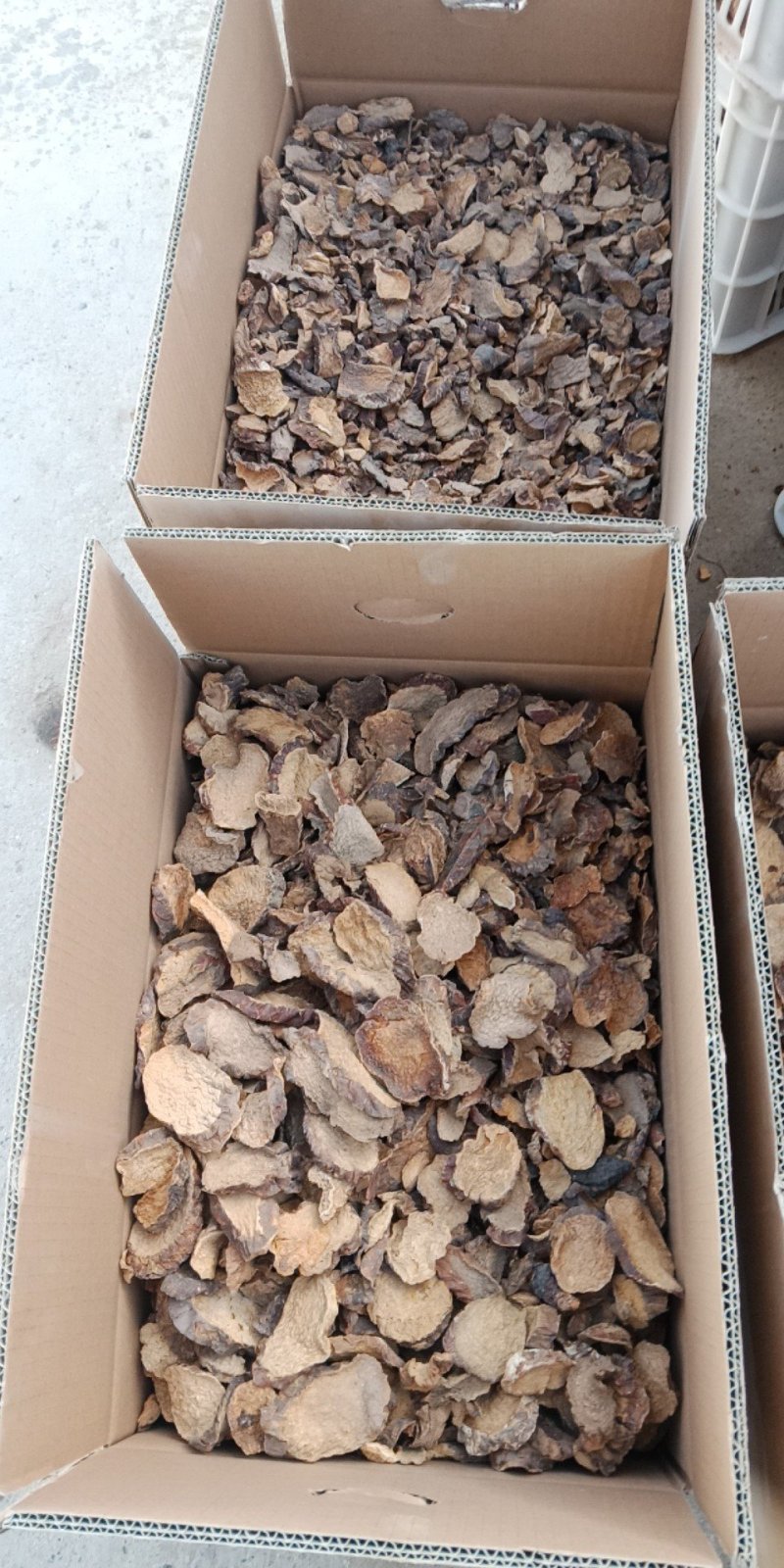 新疆硬肉苁蓉，大芸，肉苁蓉切片