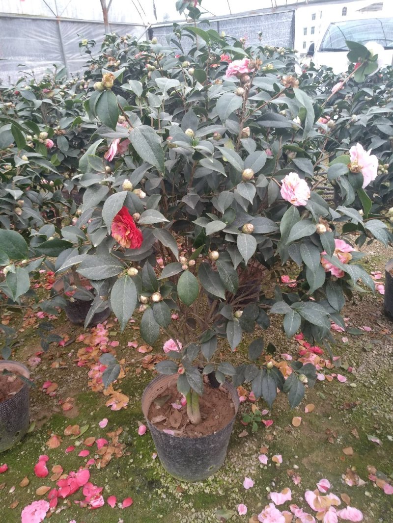 五色赤丹一树多色茶花种植户直销一手货源视频照片看货放心购
