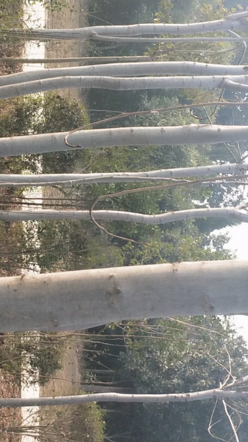 优质栾树