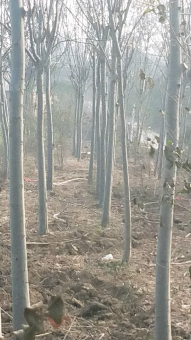 优质栾树