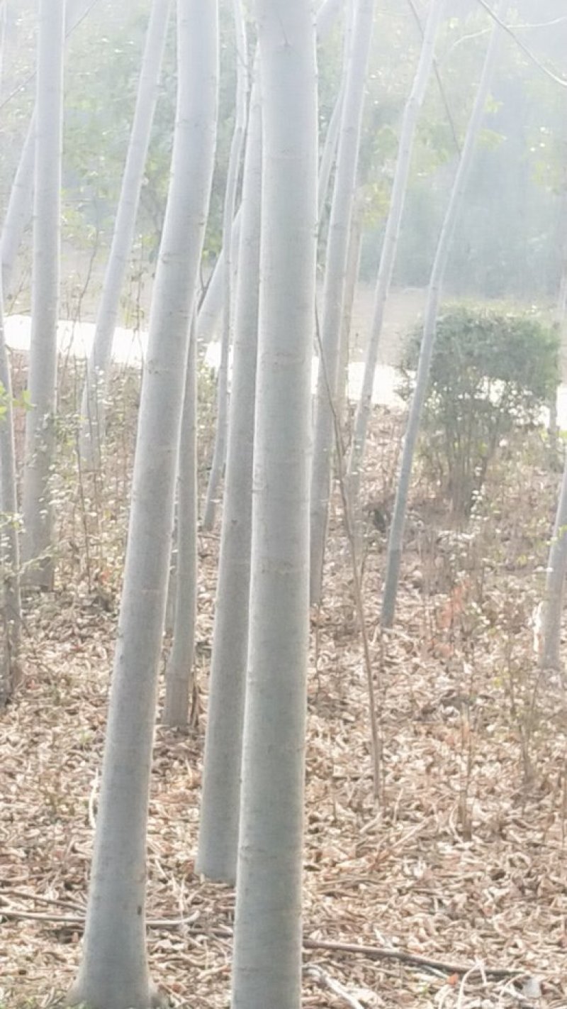 优质栾树