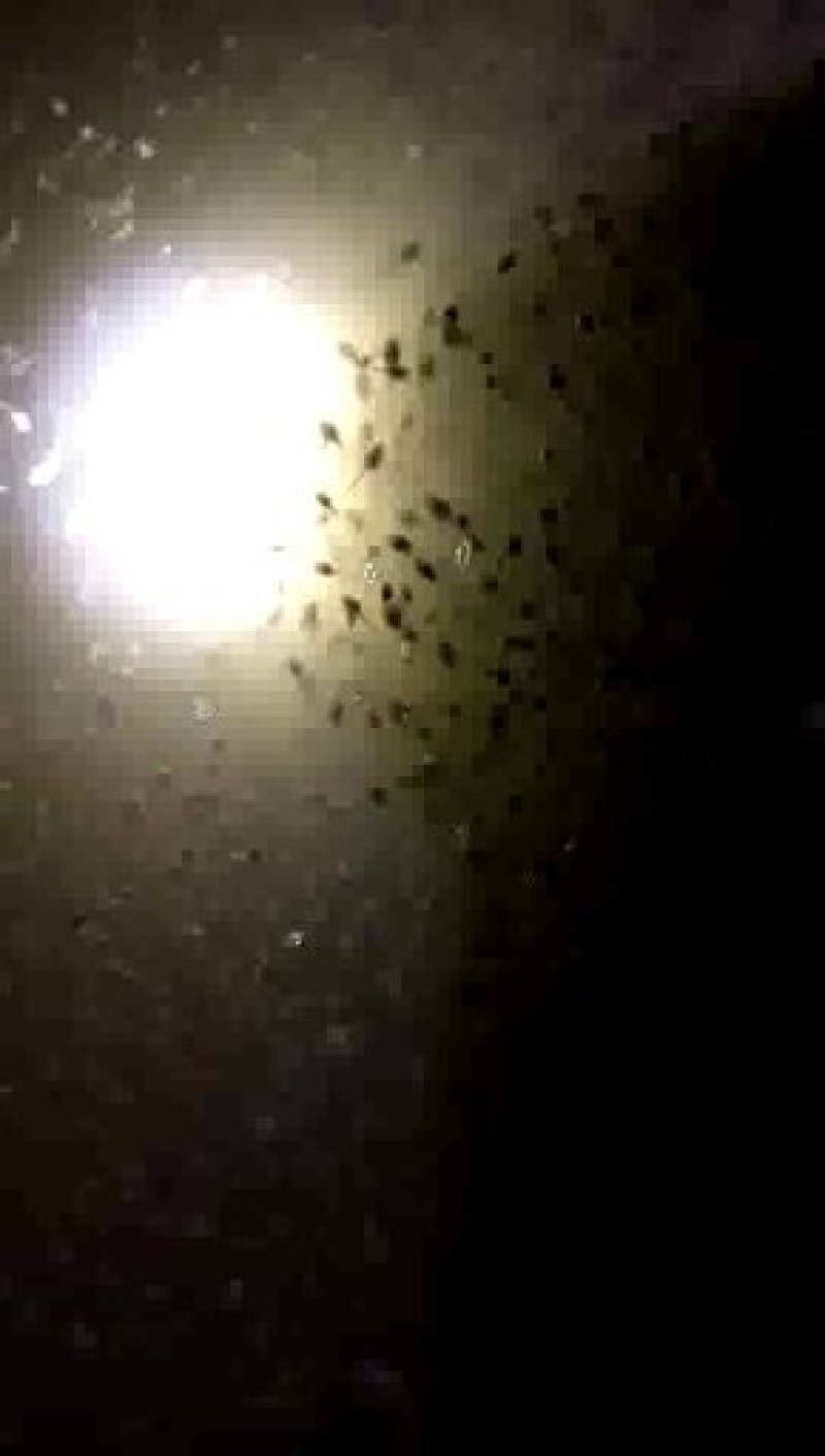 青蛙种蝌蚪苗预定中