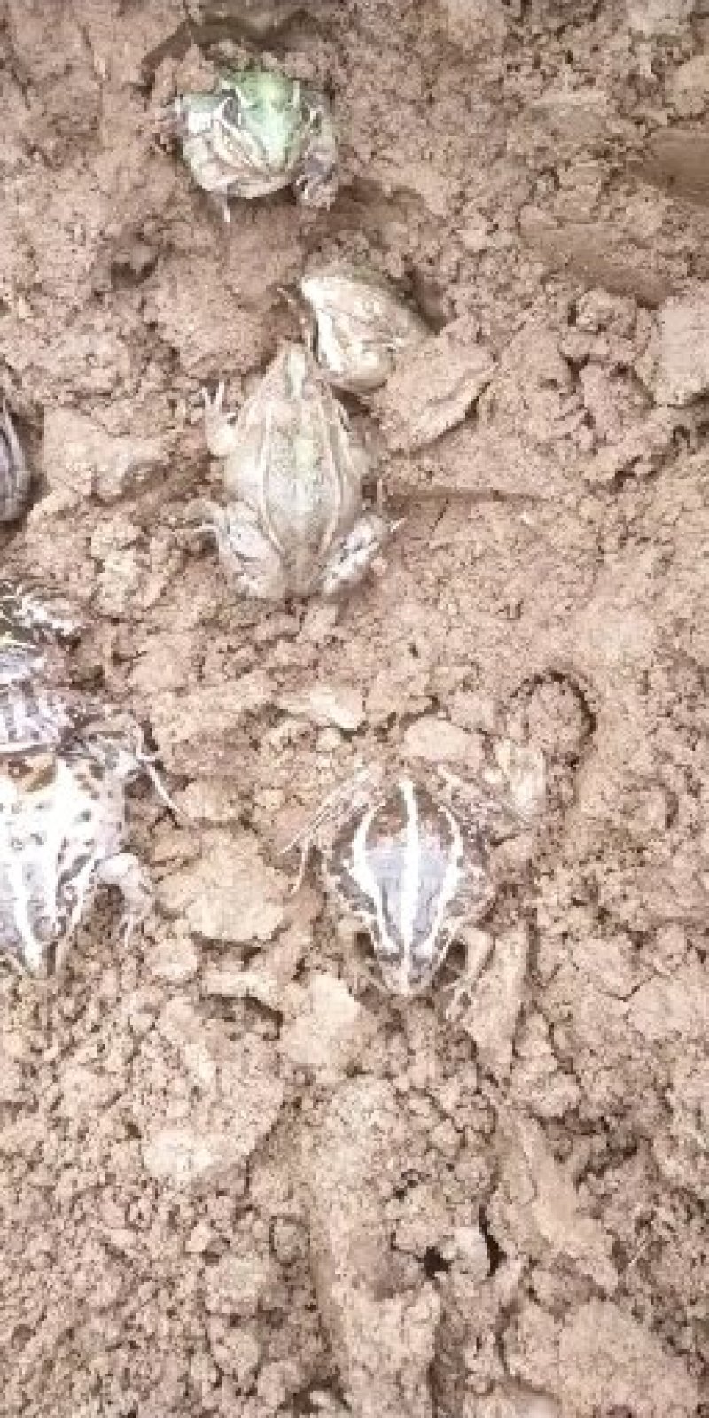 青蛙种蝌蚪苗预定中