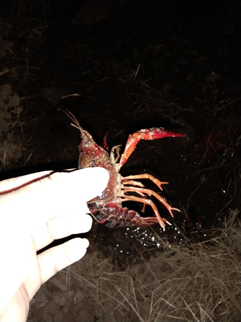 小龙虾