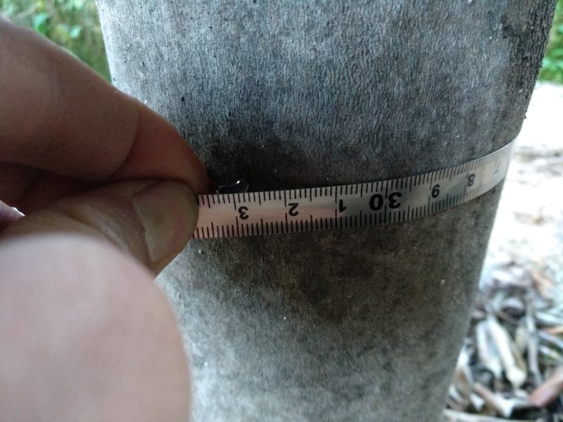 品种茶花地栽树苗花场直销绿化树苗福建产地直销一手货源实地