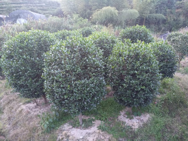 品种茶花地栽树苗花场直销绿化树苗福建产地直销一手货源实地