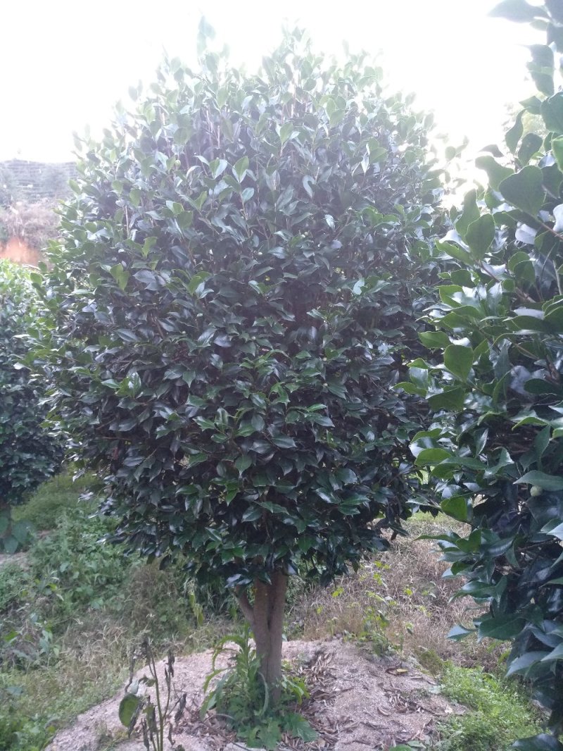 品种茶花地栽树苗花场直销绿化树苗福建产地直销一手货源实地