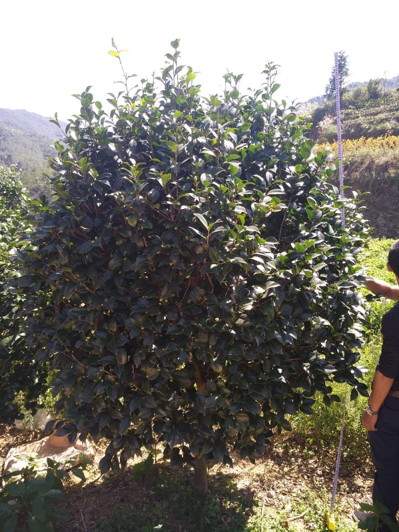 品种茶花地栽树苗花场直销绿化树苗福建产地直销一手货源实地