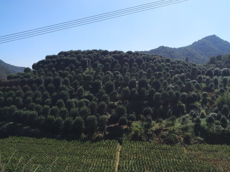 品种茶花地栽树苗花场直销绿化树苗福建产地直销一手货源实地