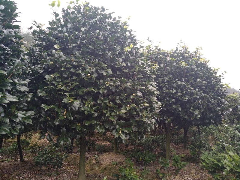 品种茶花地栽树苗花场直销绿化树苗福建产地直销一手货源实地