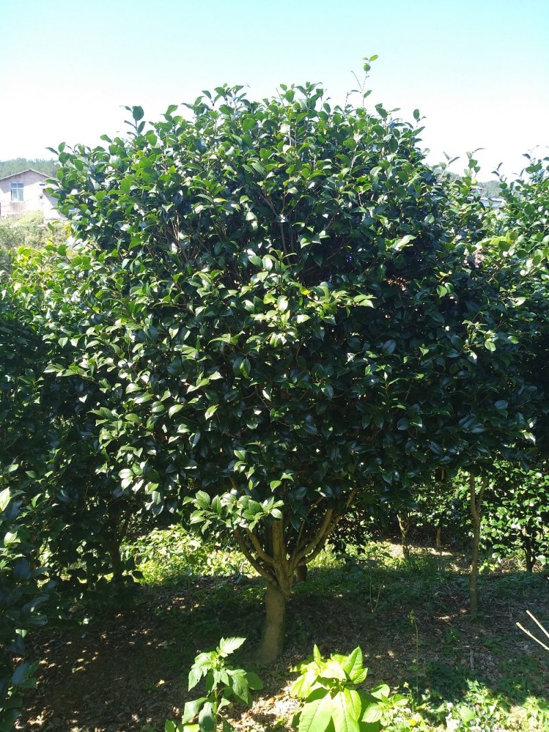 品种茶花地栽树苗花场直销绿化树苗福建产地直销一手货源实地
