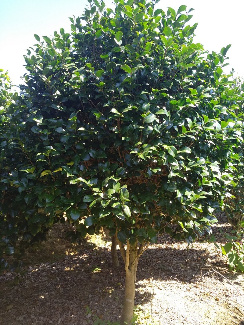 品种茶花地栽树苗花场直销绿化树苗福建产地直销一手货源实地