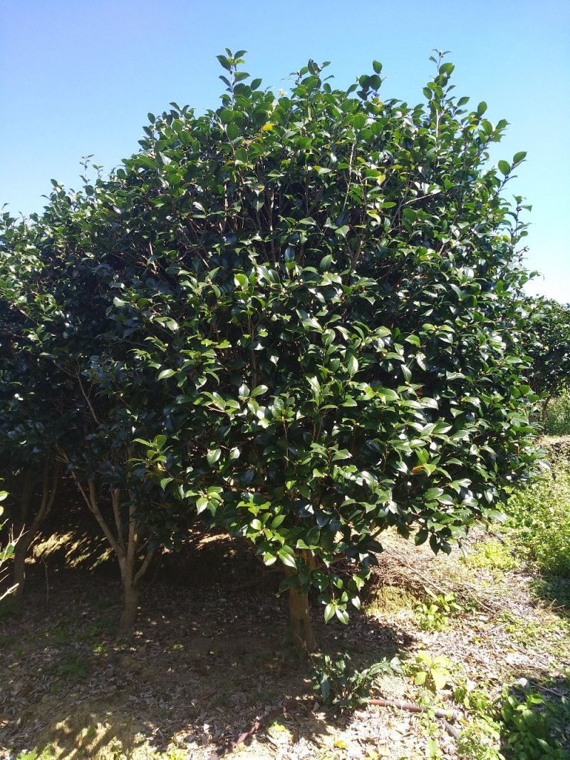 品种茶花地栽树苗花场直销绿化树苗福建产地直销一手货源实地