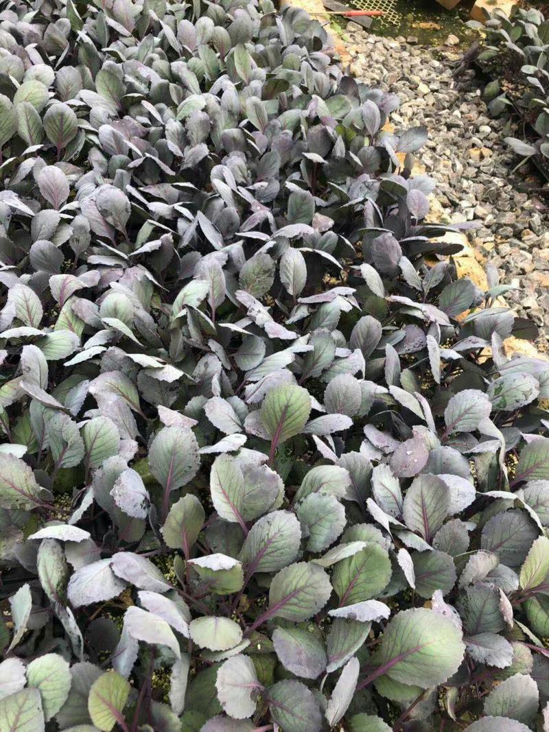 紫甘蓝苗进口112种子进口基质品种质量保证一级苗