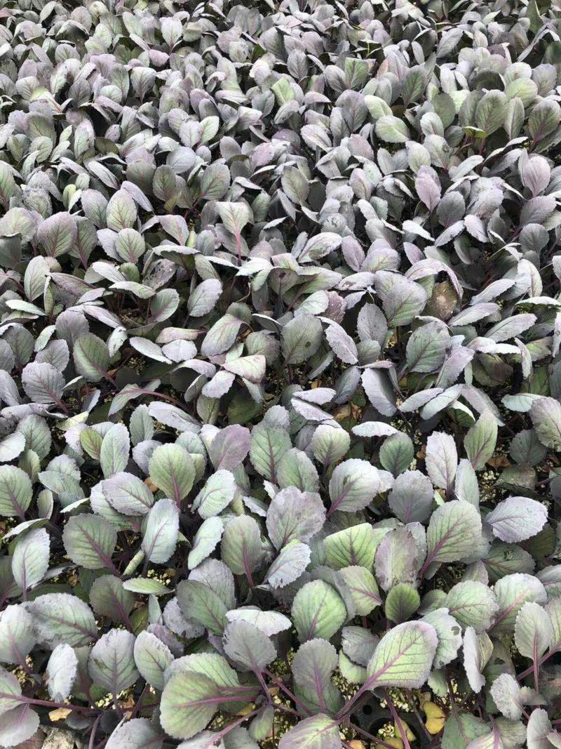 紫甘蓝苗进口112种子进口基质品种质量保证一级苗