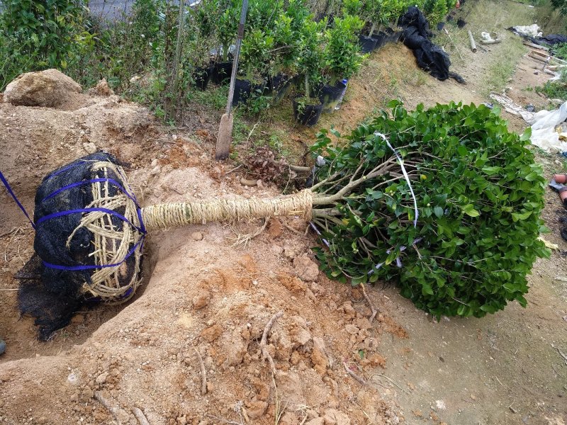 品种茶花地栽树苗花场直销绿化树苗福建产地直销一手货源实地