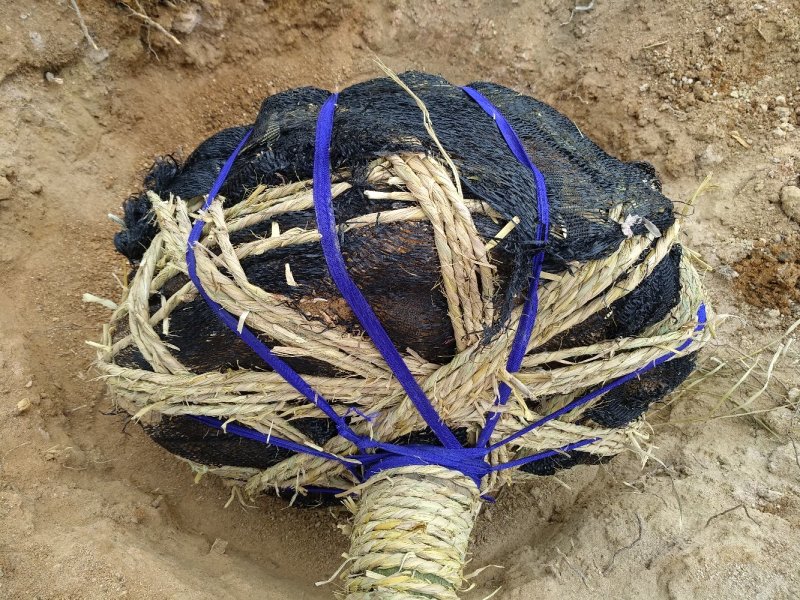 品种茶花地栽树苗花场直销绿化树苗福建产地直销一手货源实地
