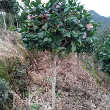 地栽茶花树规格齐全福建产地直销一手货源长期供应可实地考察