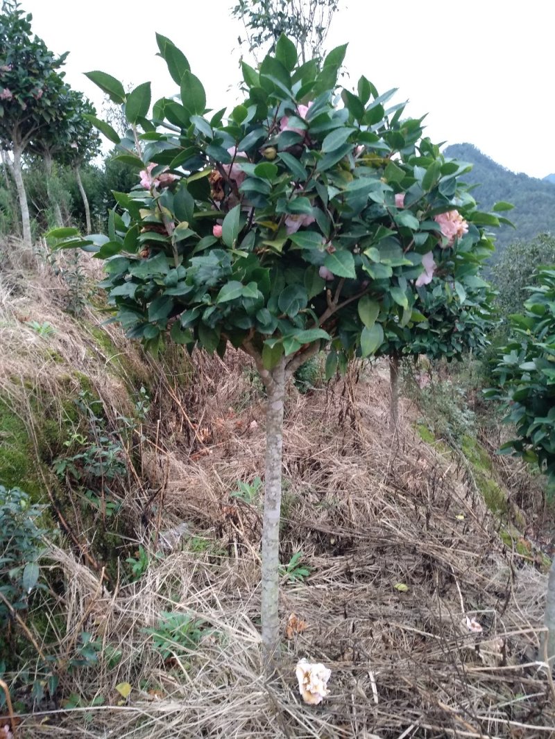 地栽茶花树规格齐全福建产地直销一手货源长期供应可实地考察