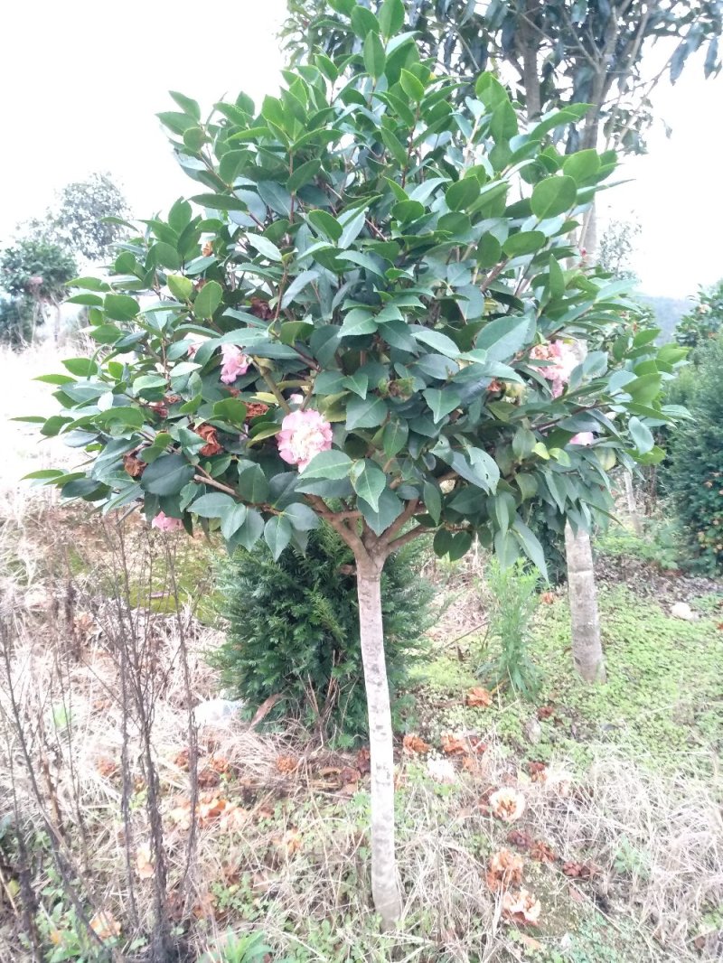 地栽茶花树规格齐全福建产地直销一手货源长期供应可实地考察