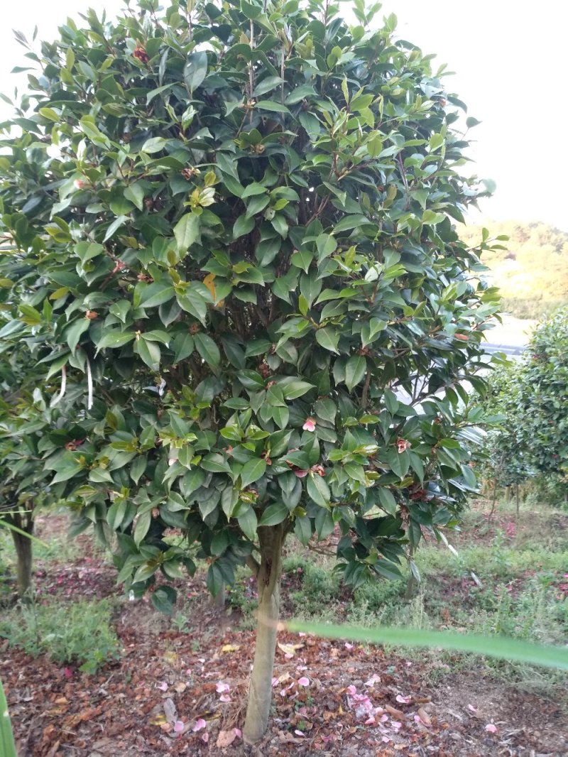 地栽茶花树规格齐全福建产地直销一手货源长期供应可实地考察
