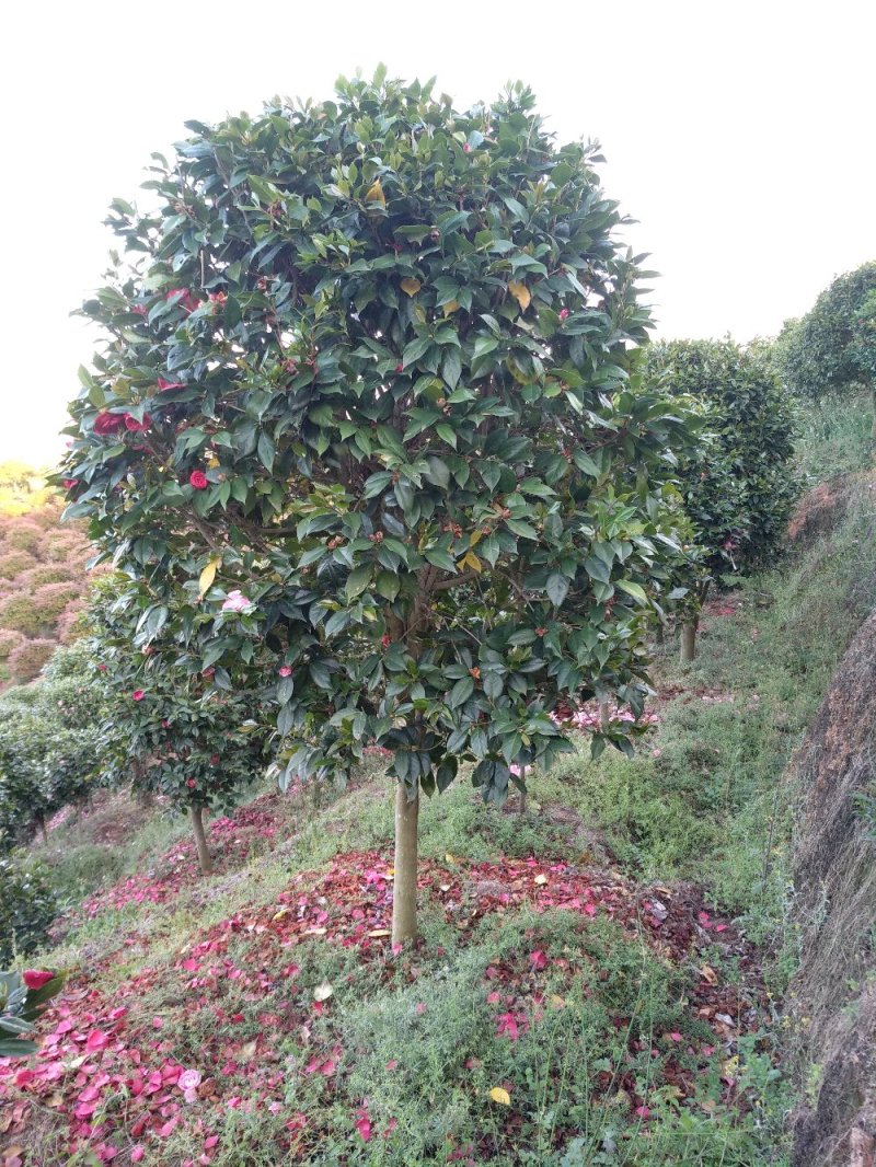 地栽茶花树规格齐全福建产地直销一手货源长期供应可实地考察