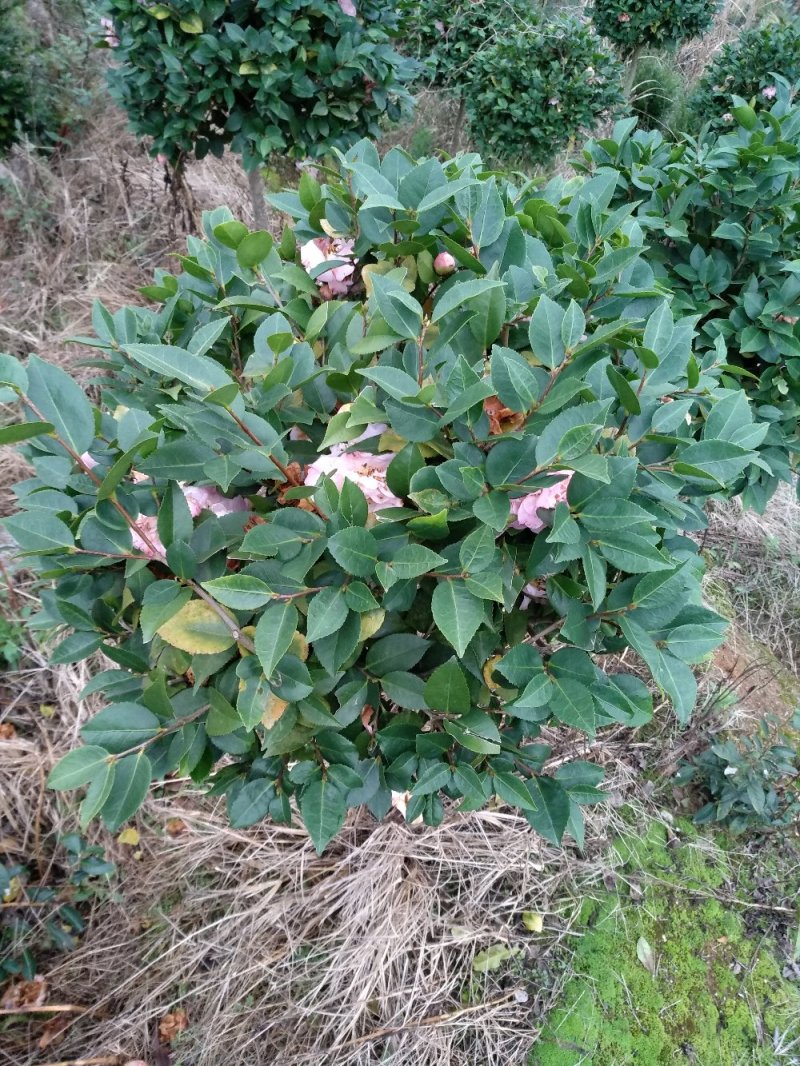 地栽茶花树规格齐全福建产地直销一手货源长期供应可实地考察