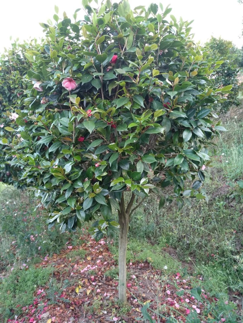 地栽茶花树规格齐全福建产地直销一手货源长期供应可实地考察