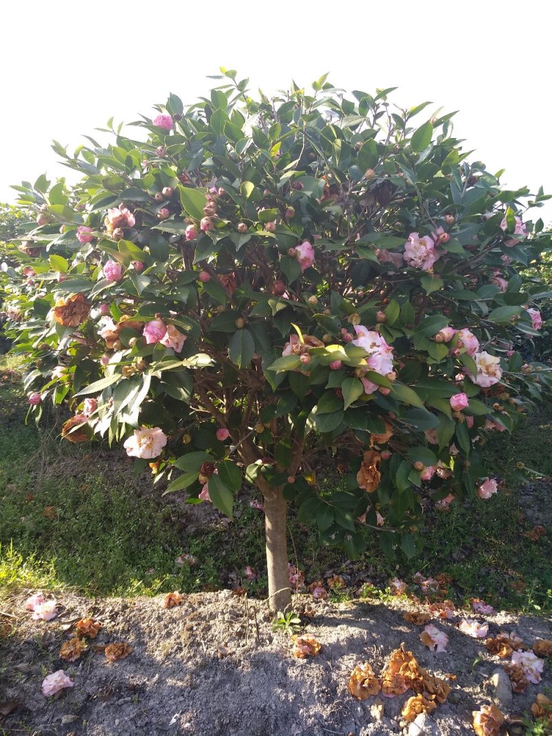 地栽茶花树规格齐全福建产地直销一手货源长期供应可实地考察