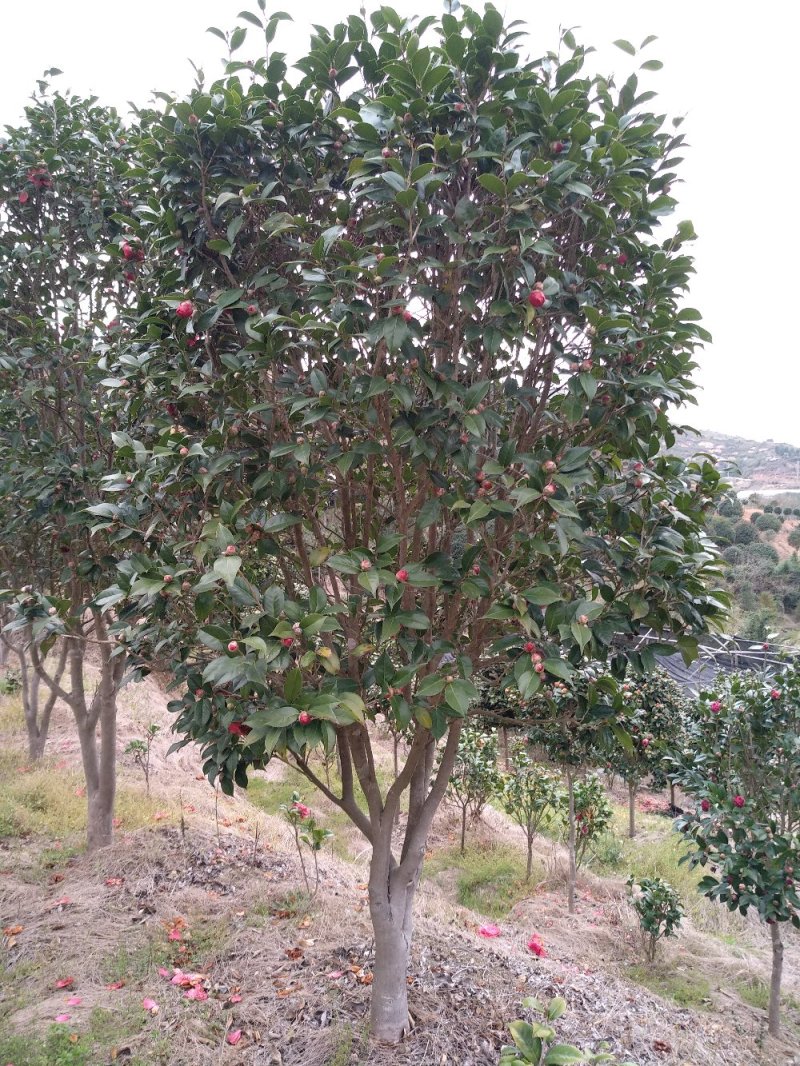 地栽茶花树规格齐全福建产地直销一手货源长期供应可实地考察