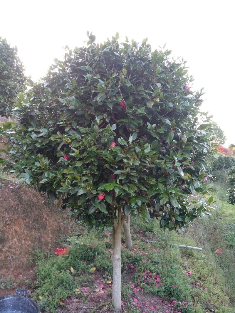 地栽茶花树规格齐全福建产地直销一手货源长期供应可实地考察