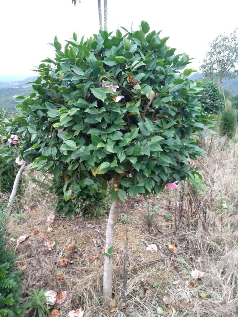 地栽茶花树规格齐全福建产地直销一手货源长期供应可实地考察