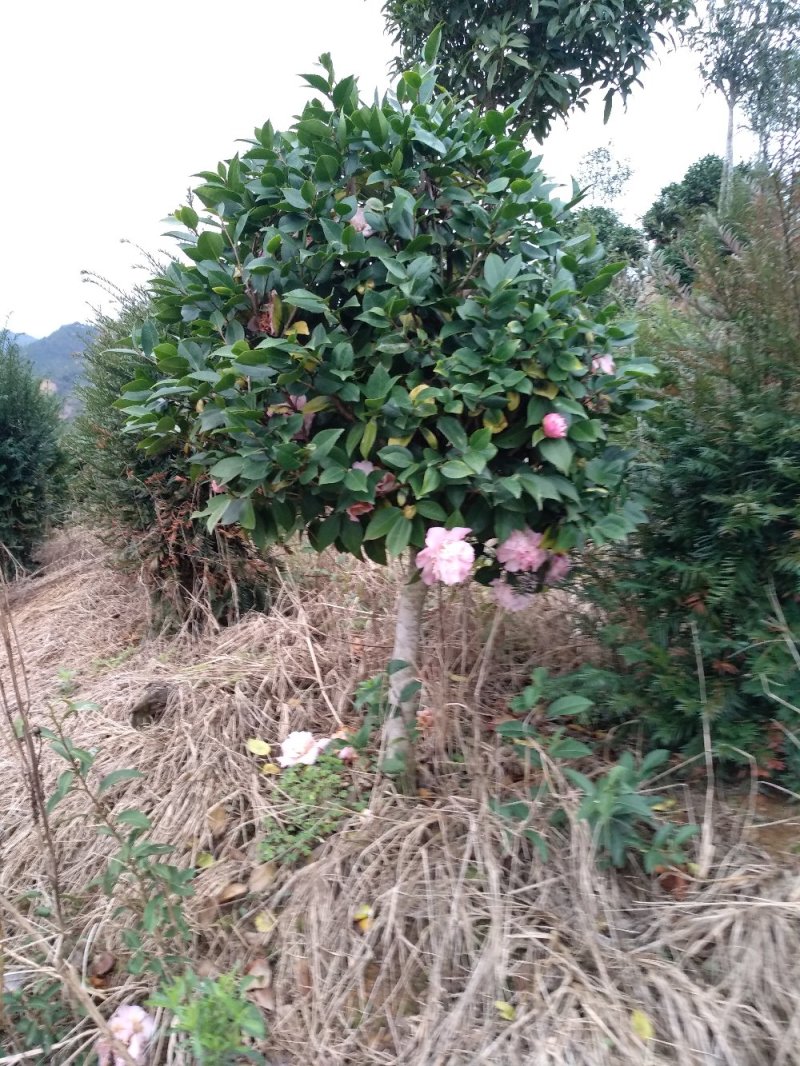 地栽茶花树规格齐全福建产地直销一手货源长期供应可实地考察