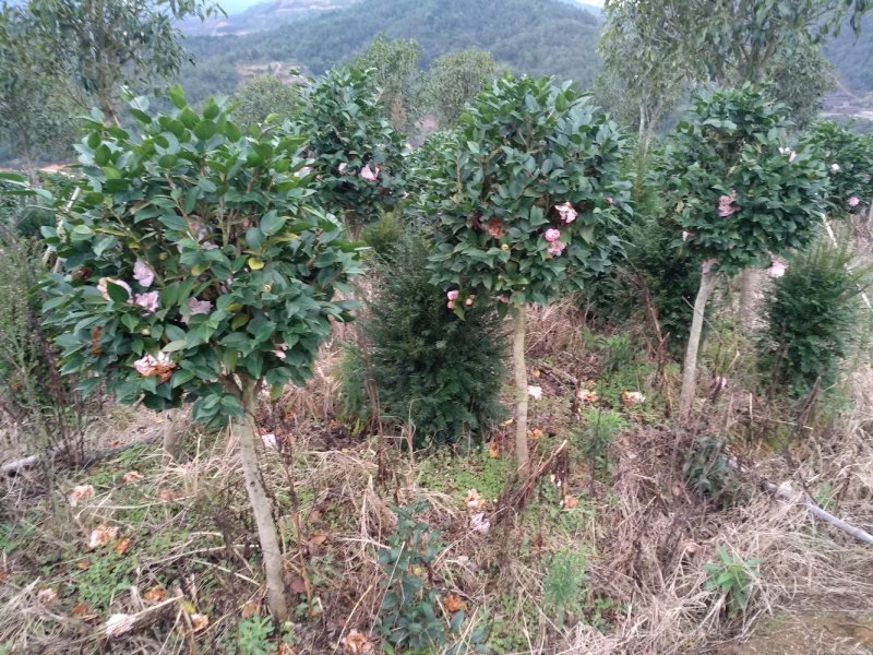 地栽茶花树规格齐全福建产地直销一手货源长期供应可实地考察
