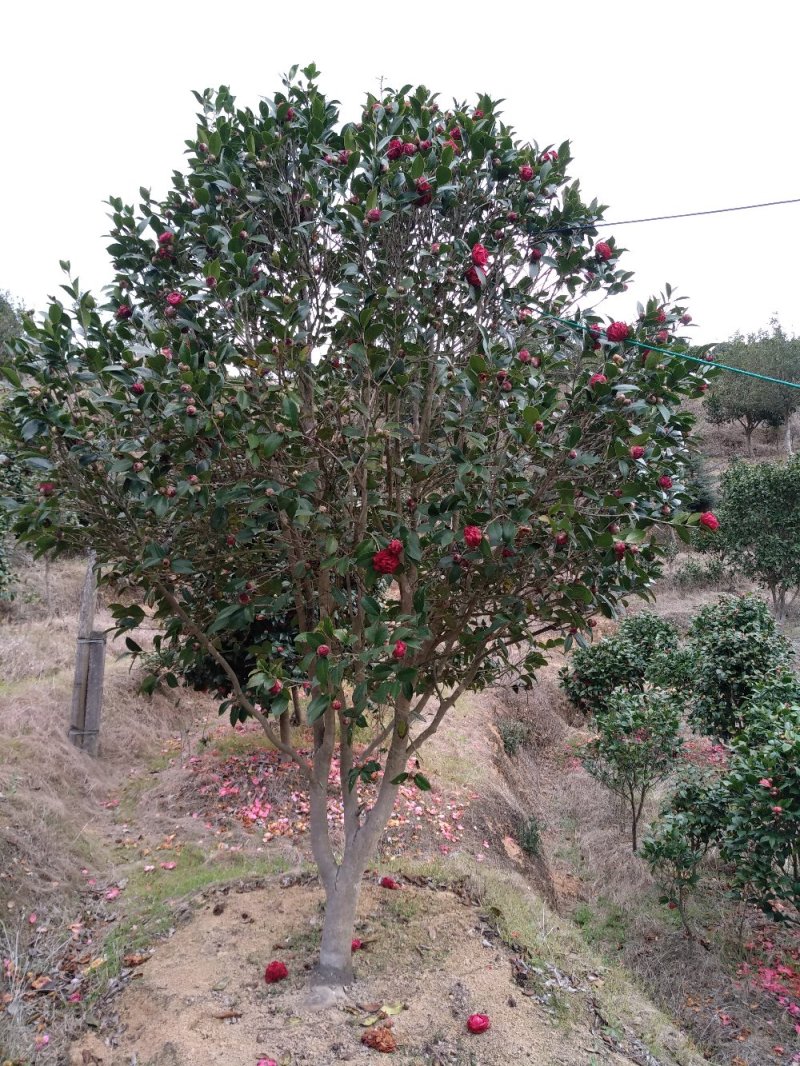 地栽茶花树规格齐全福建产地直销一手货源长期供应可实地考察