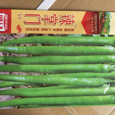 辣掌门辣椒种子1000粒/袋全国包邮线椒种子