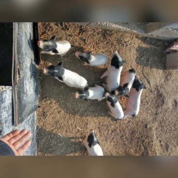 从小猪开始就不喂饲料添加剂