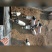 从小猪开始就不喂饲料添加剂