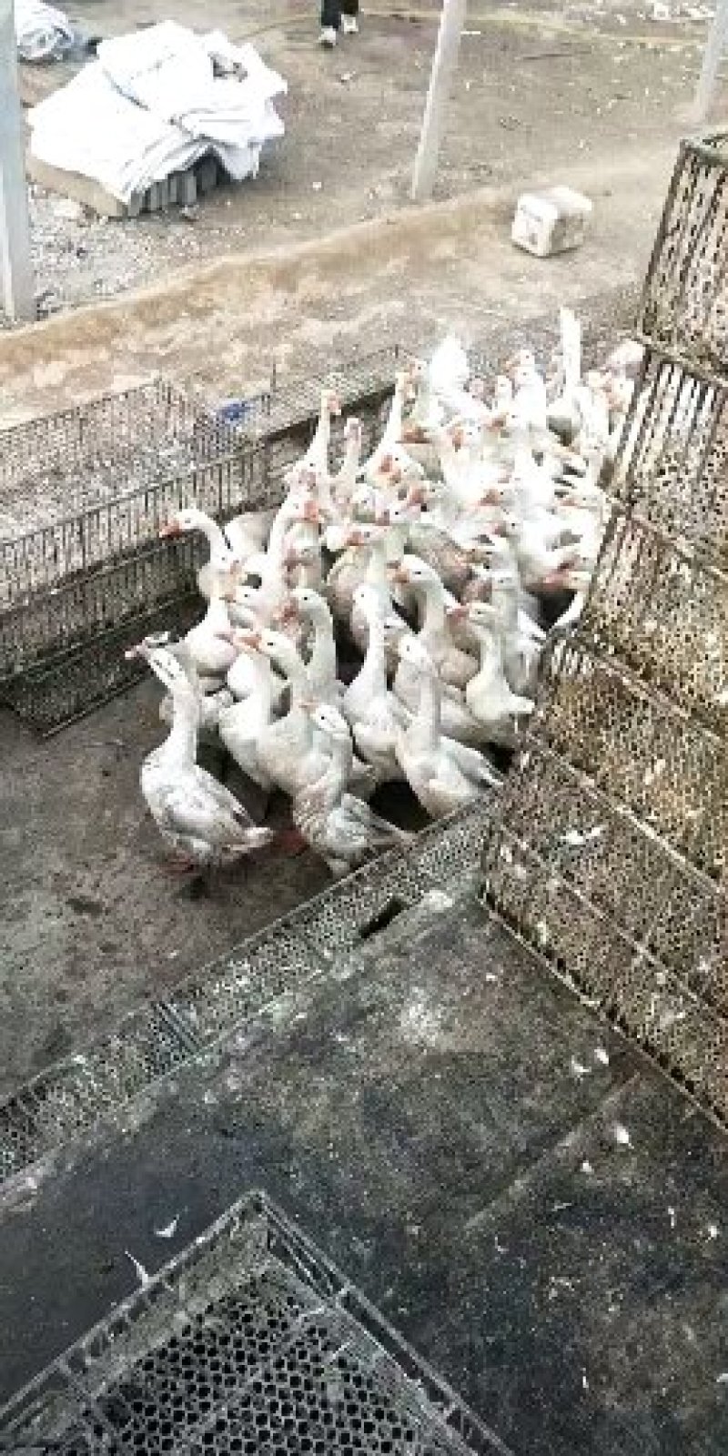白狮头鹅苗正在火热销售中……