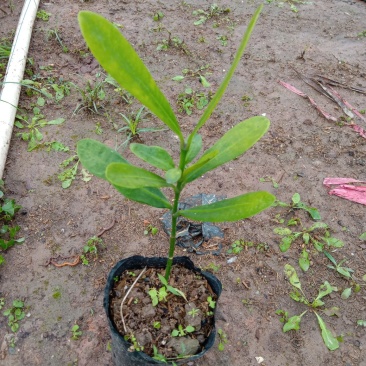 福木袋苗庭园盆栽观叶植物供应花卉种苗