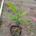 福木袋苗庭园盆栽观叶植物供应花卉种苗