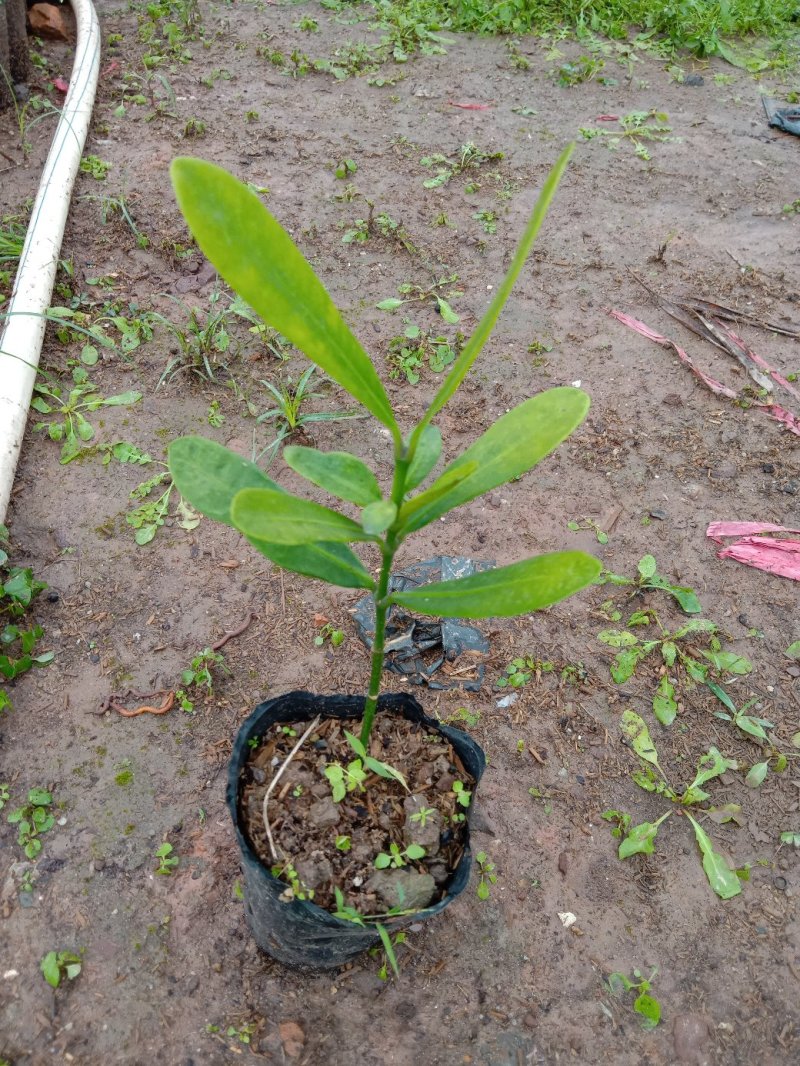 福木袋苗庭园盆栽观叶植物供应花卉种苗