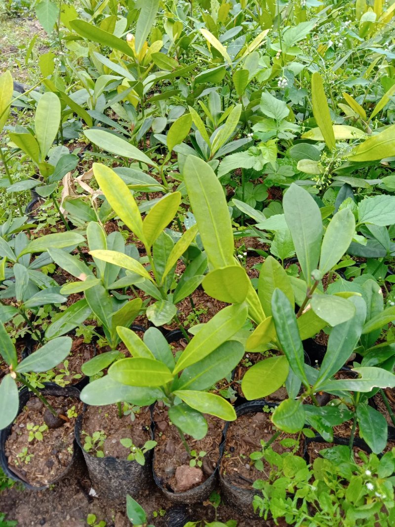 福木袋苗庭园盆栽观叶植物供应花卉种苗