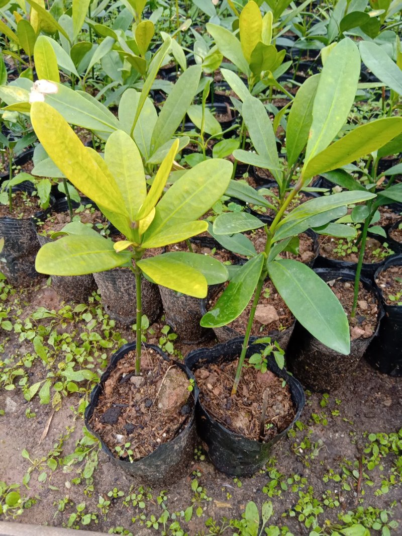 福木袋苗庭园盆栽观叶植物供应花卉种苗