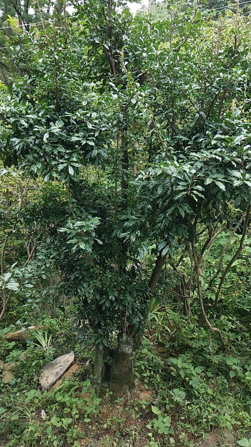 马宁光，金弹子，