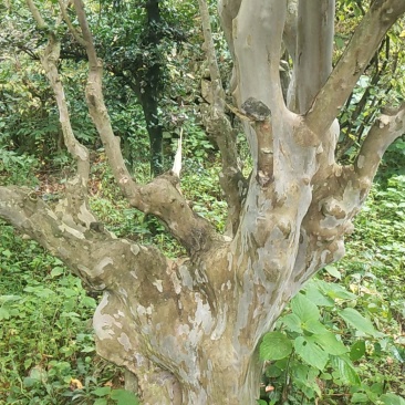 马宁光，金弹子，