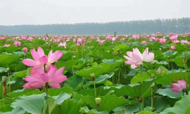 湘莲太空莲粉食用种苗观赏莲种苗水生植物种苗带芽带莲藕种苗